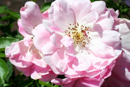 Rose blooms macro pink photo