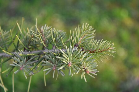 Conifer spruce pine photo