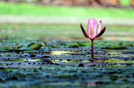 Aquatic beautiful beautiful flowers photo