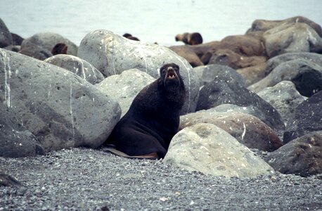 Fur fur seal phylum photo