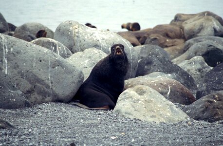 Fur fur seal phylum