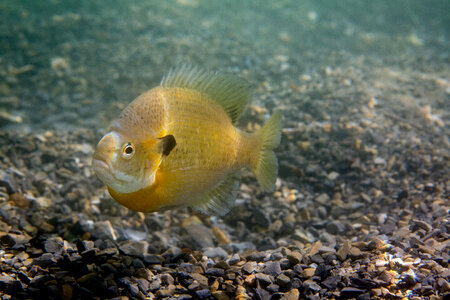 Bluegill-2