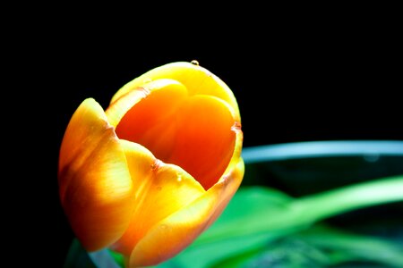 Flower orange close up photo