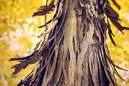 Bark dry flora