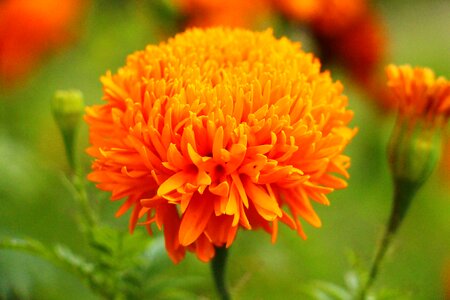 Nature flowers orange