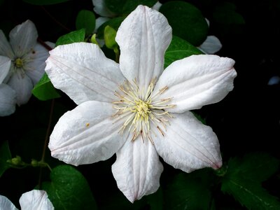Flower white white clematis photo