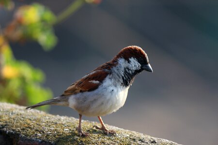 Male passerine fauna
