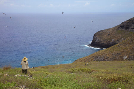 Nihoa Millerbird Translocation-1