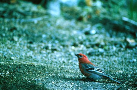 Background bird flight