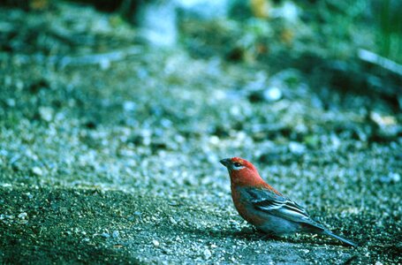 Background bird flight photo