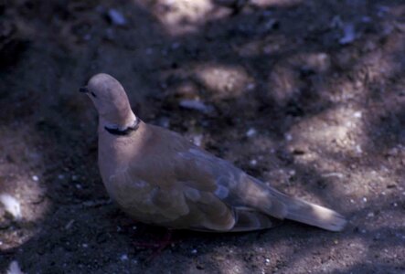 Bird dove earth photo