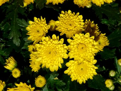 Chrysanthemum ornamental plant flower photo