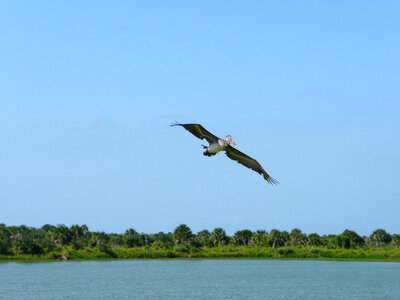 Pelican release-2 photo