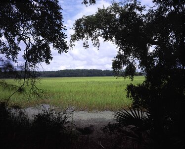 Grass Plants greenery scenic