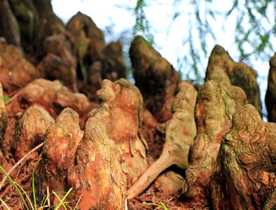 Branch ecology environment