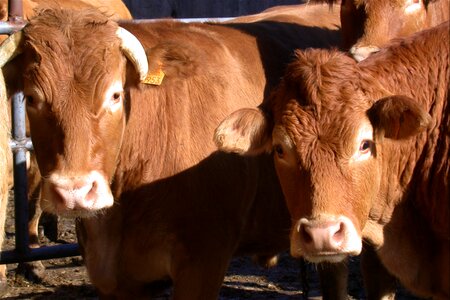 Herd cattle look photo