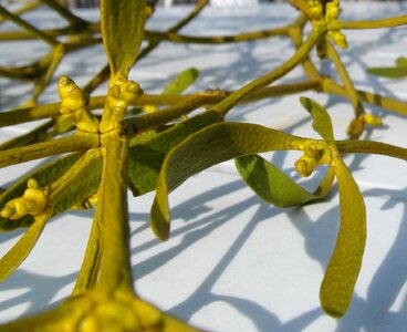 Parasite green sunny