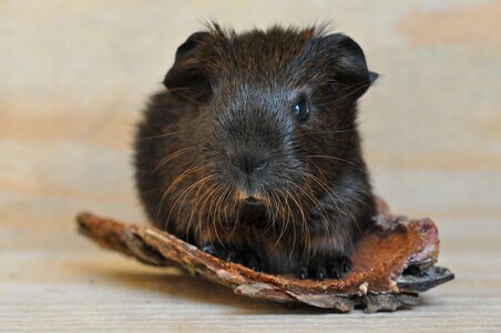 Smooth hair rodent nager