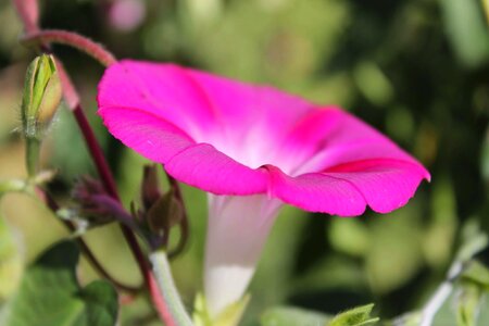 Beautiful beautiful flowers beautiful photo