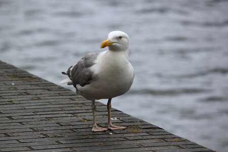 Seevogel water bird lake photo