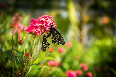 Green garden nature