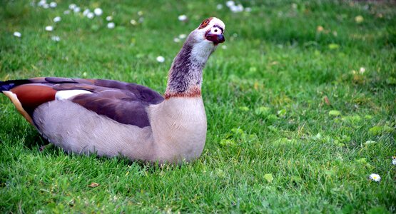 Animal aquatic bird avian