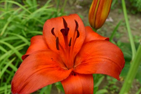 Biology flower garden horticulture
