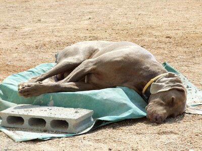 Sleep lazing around rest