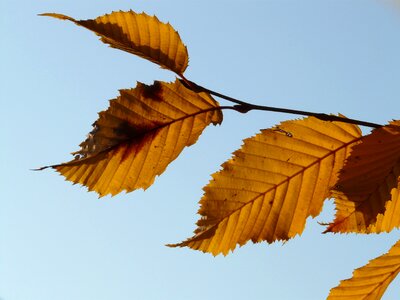 Hornbeam carpinus betulus white beech photo