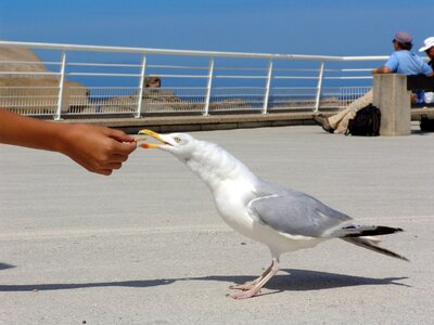 Seagull hunger feed