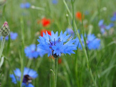 Beautiful Flowers biology bloom
