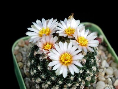 Cactus close-up desert plant photo