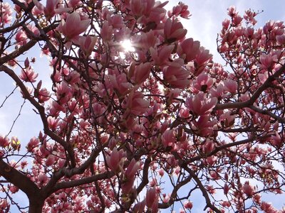 Pink nature magnolia