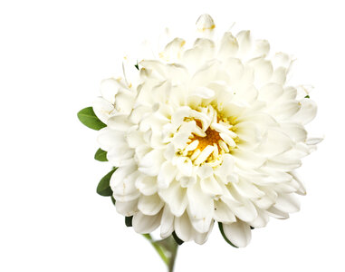White Isolated Flower photo