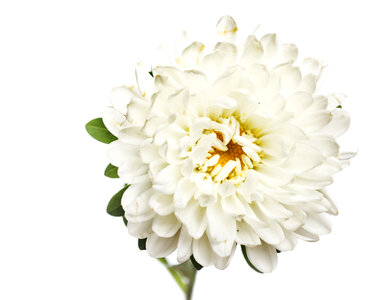 White Isolated Flower