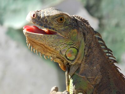 Iguana reptile animals