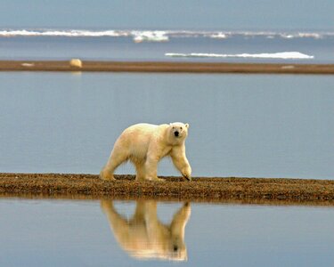 Walking arctic predator photo