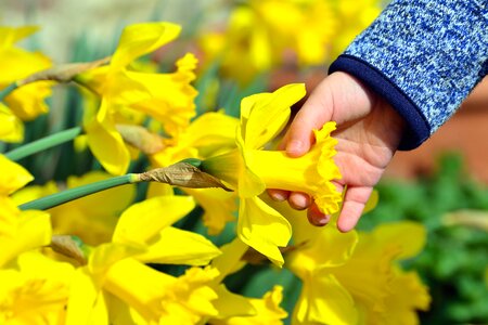 Beautiful Flowers child daffodil photo