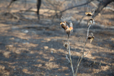 Prescribed burn at NCTC-1