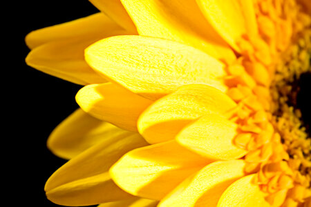 Yellow Flower Petals Closeup photo