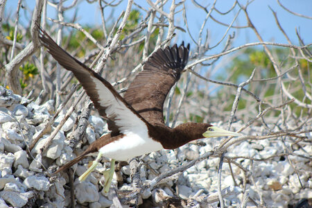 Brown booby 