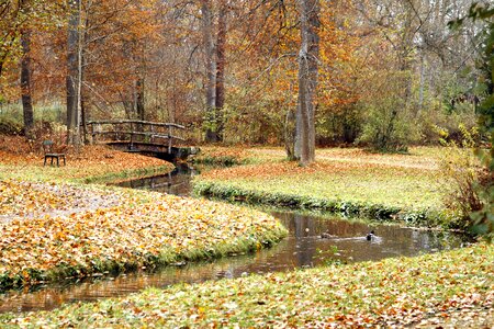 Nature fall season