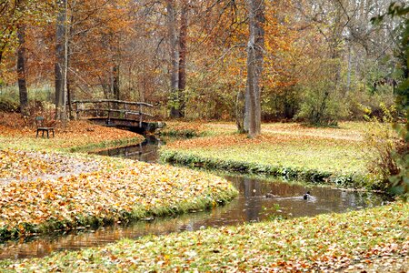 Nature fall season photo