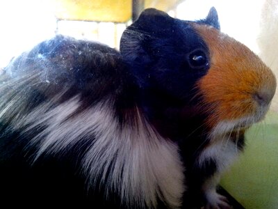 Animal guinea pig Gvineja photo