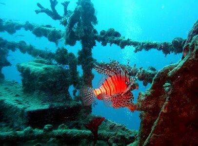 Underwater world fish wreck photo