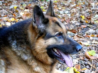 German shepherd dog forest photo