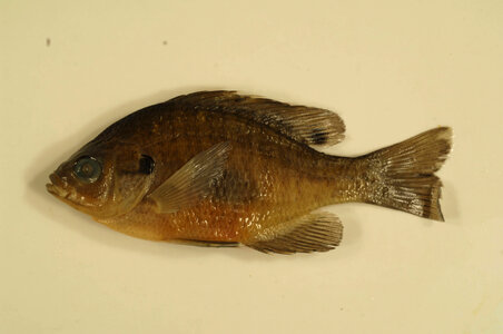 Lepomis macrochirus-1