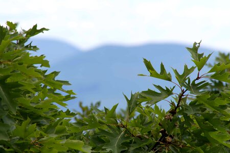 Branch cloud environment photo