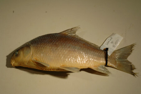 Ictiobus sp.