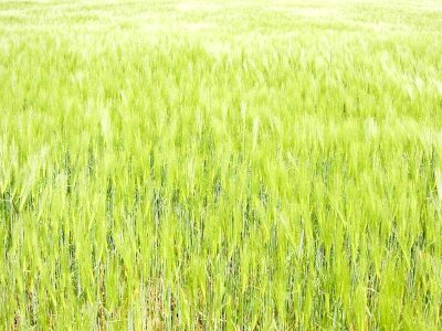 Array grass plants greenery